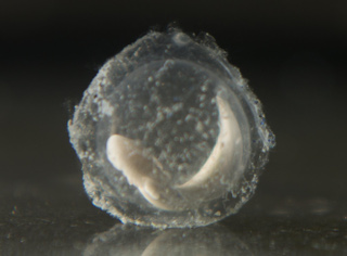 Un œuf sur le point d'éclore (Image : Iztok Medja)
