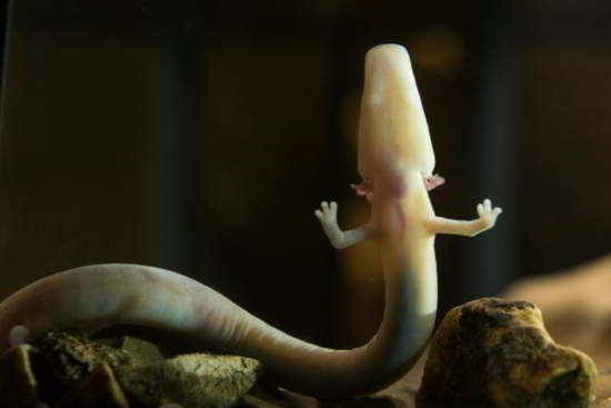 Une salamandre des grottes (image : Iztok Medja)