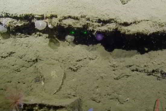 Les océanographes ont fait la découverte bizarre lorsqu'ils parcouraient le lit de la mer avec le navire de recherche E / V Nautilus