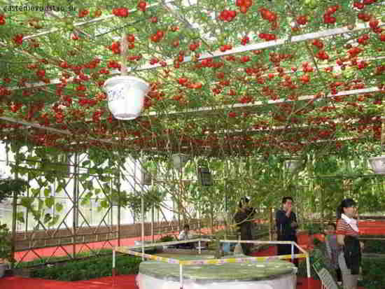 Octopus-Tomato-Tree6