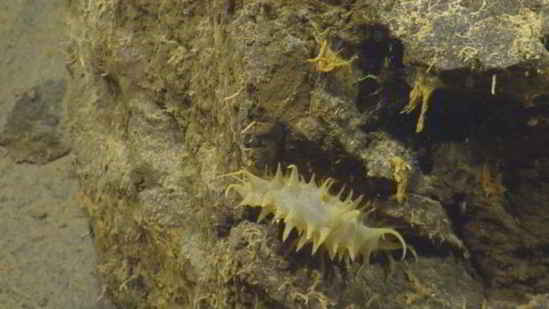 L'orbe pourrait être une sorte de limace de mer