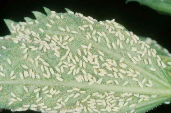 insecte