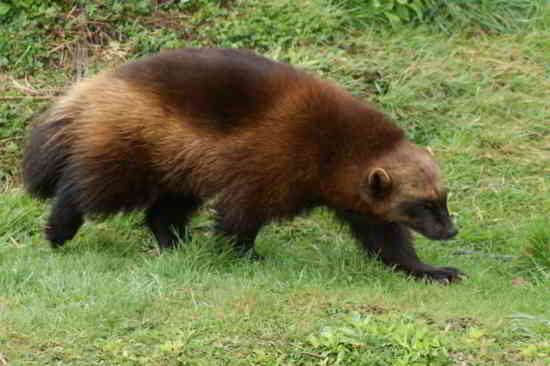 animal