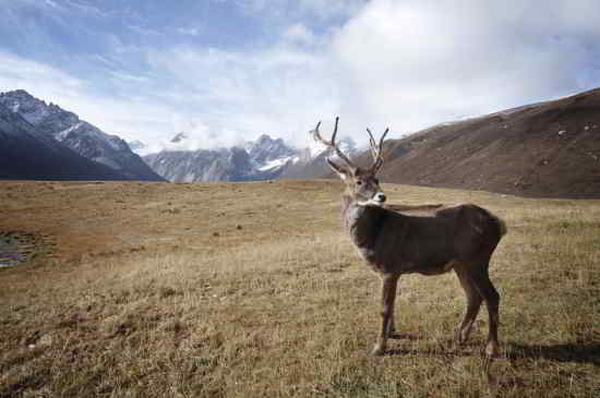 caribou