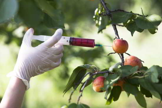 Des fruits génétiquement modifiés via Shutterstock