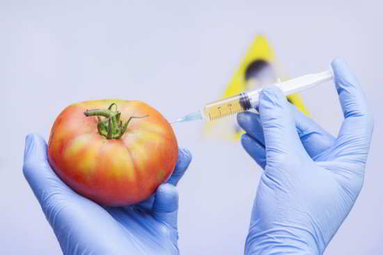 Une tomate génétiquement modifiée via Shutterstock