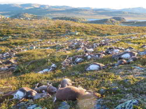 Photo : HAVARD KJØNTVEDT, ENVIRONMENT DIRECTORATE/THE NORWEGIAN NATURE INSPECTORATE
