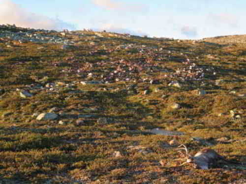 Photo: HAVARD KJØNTVEDT, ENVIRONMENT DIRECTORATE/THE NORWEGIAN NATURE INSPECTORATE