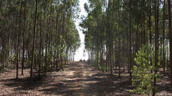 05forest_desert