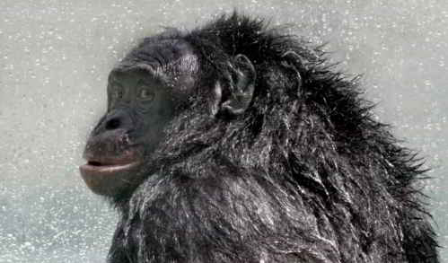 Bonobo_Kanzi_postshower