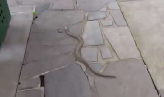 Le serpent semble se glisser loin de la famille