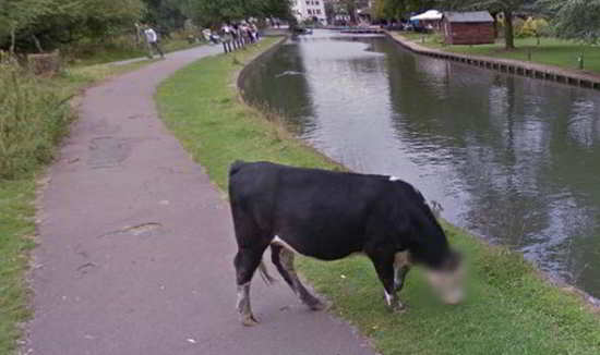 Le logiciel Street View a flouté le visage d'une vache à Cambridge