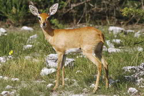 deer