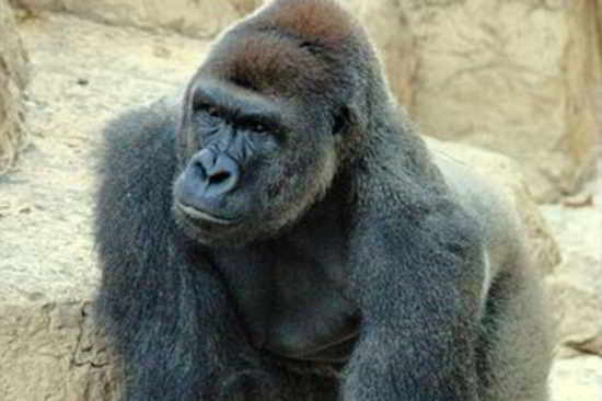 Harambe le gorille de plaine occidental a été abattu en mai après la chute d'un petit garçon de 4 ans dans la fosse des gorilles au zoo de Cincinnati