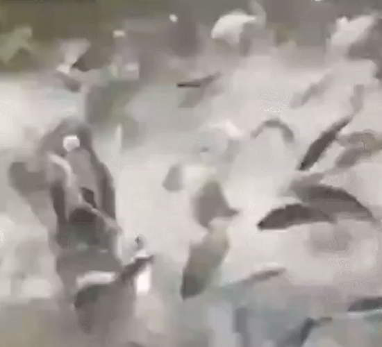 Les poissons submergent les pêcheurs
