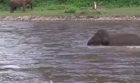 Kham Lha a sauté dans l'eau quand elle a vu son entraîneur en détresse