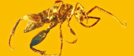 Aptenoperissus burmanicus