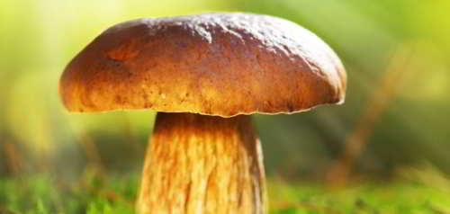 mushroom_sunlight