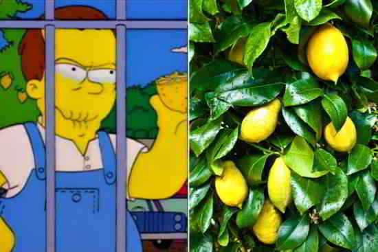 lemon-tree