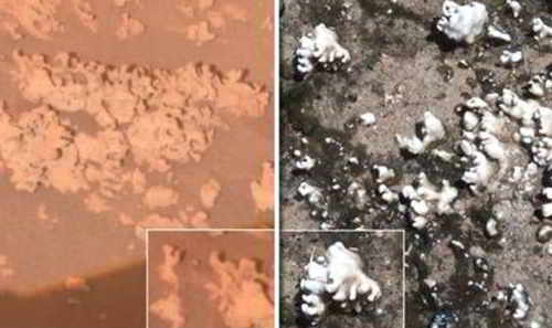 La différence : Dépôts de silice sur Mars, en encart, par rapport à la Terre.