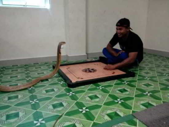 man-and-cobra
