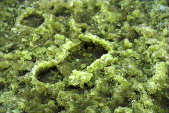 neige-verte