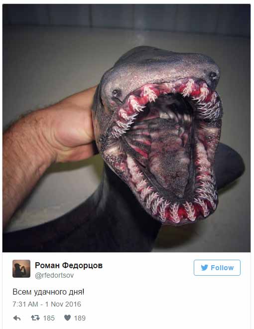 creature