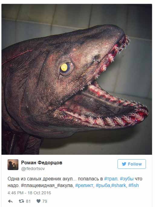 creature
