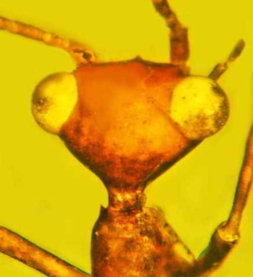 insecte inconnu