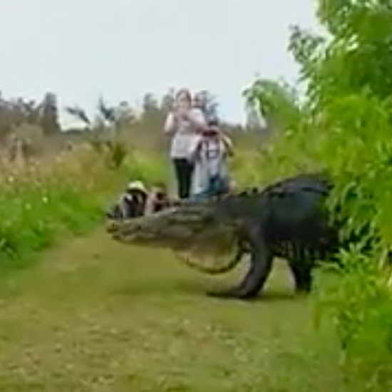 alligator géant