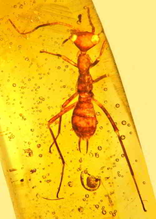 insecte inconnu