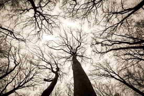 les arbres