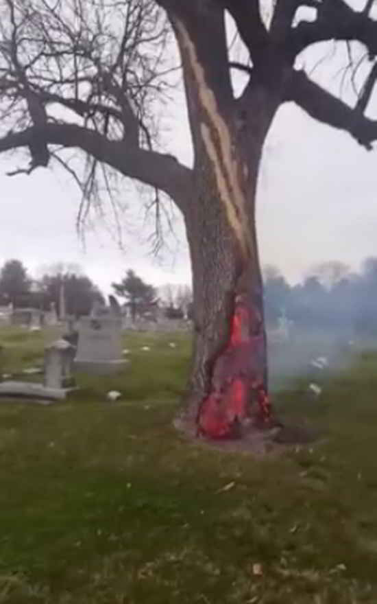 arbre en feu
