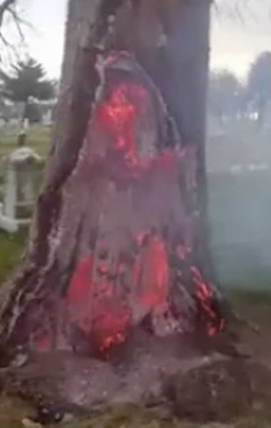 arbre en feu