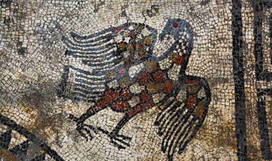 Ucetia 
