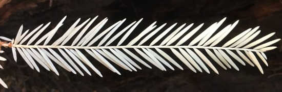 séquoias albinos