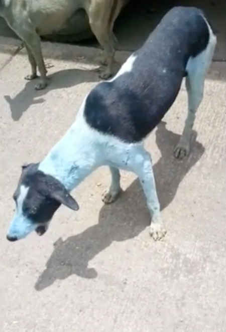 chiens bleus