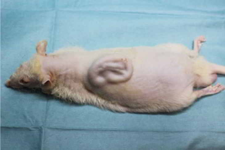 un rat-oreille
