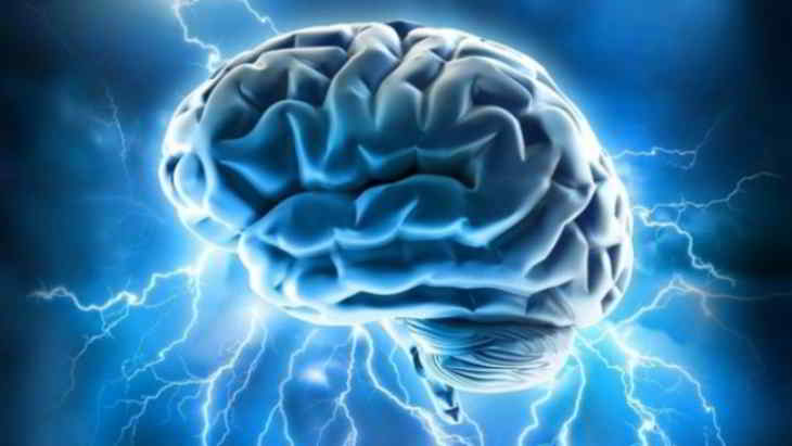 cerveau