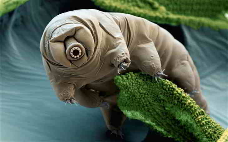 tardigrade