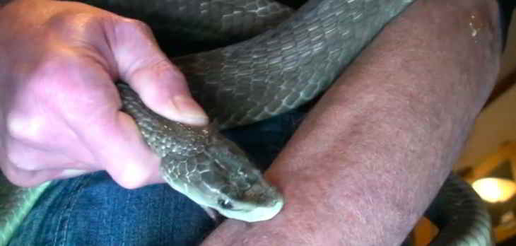 serpents