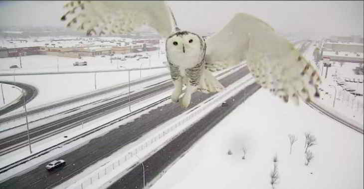hibou
