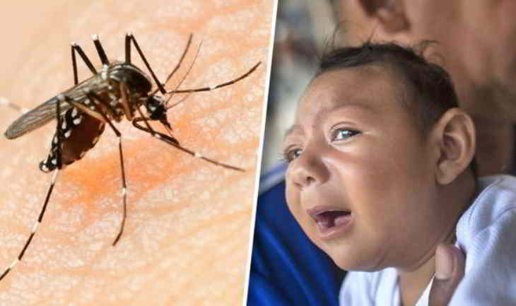 le virus zika