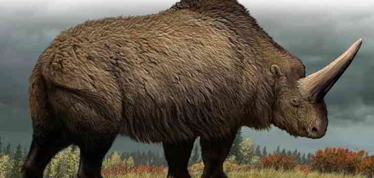 fossile-licorne