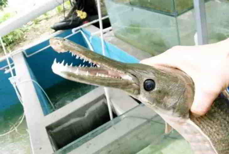 poisson-confus