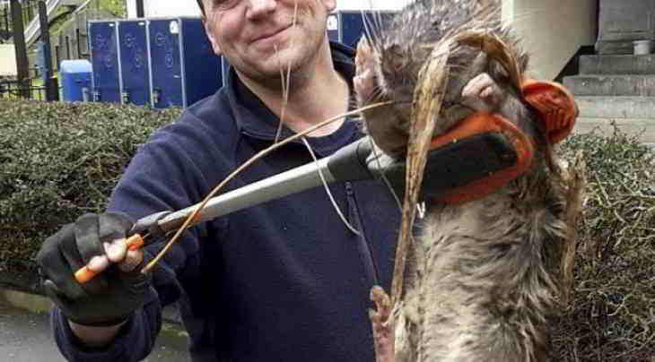 rat-géant