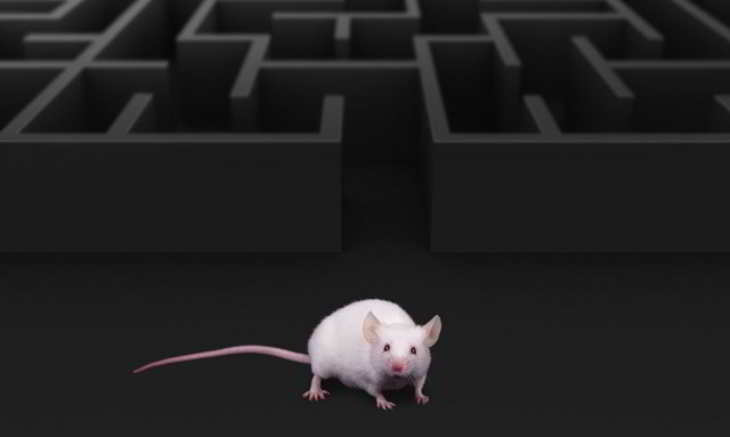 rats-cyborgs