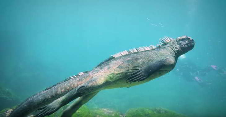 iguane