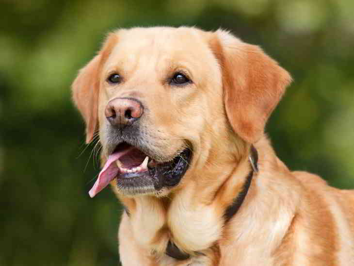 crottes-chiens