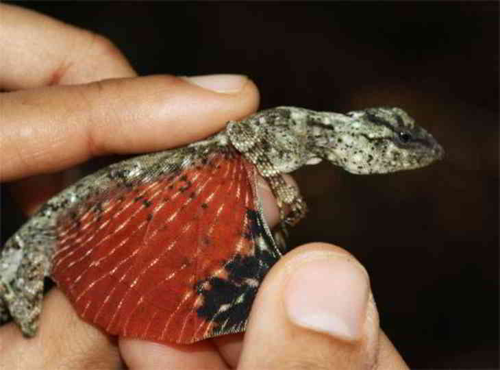 dragon-lezard